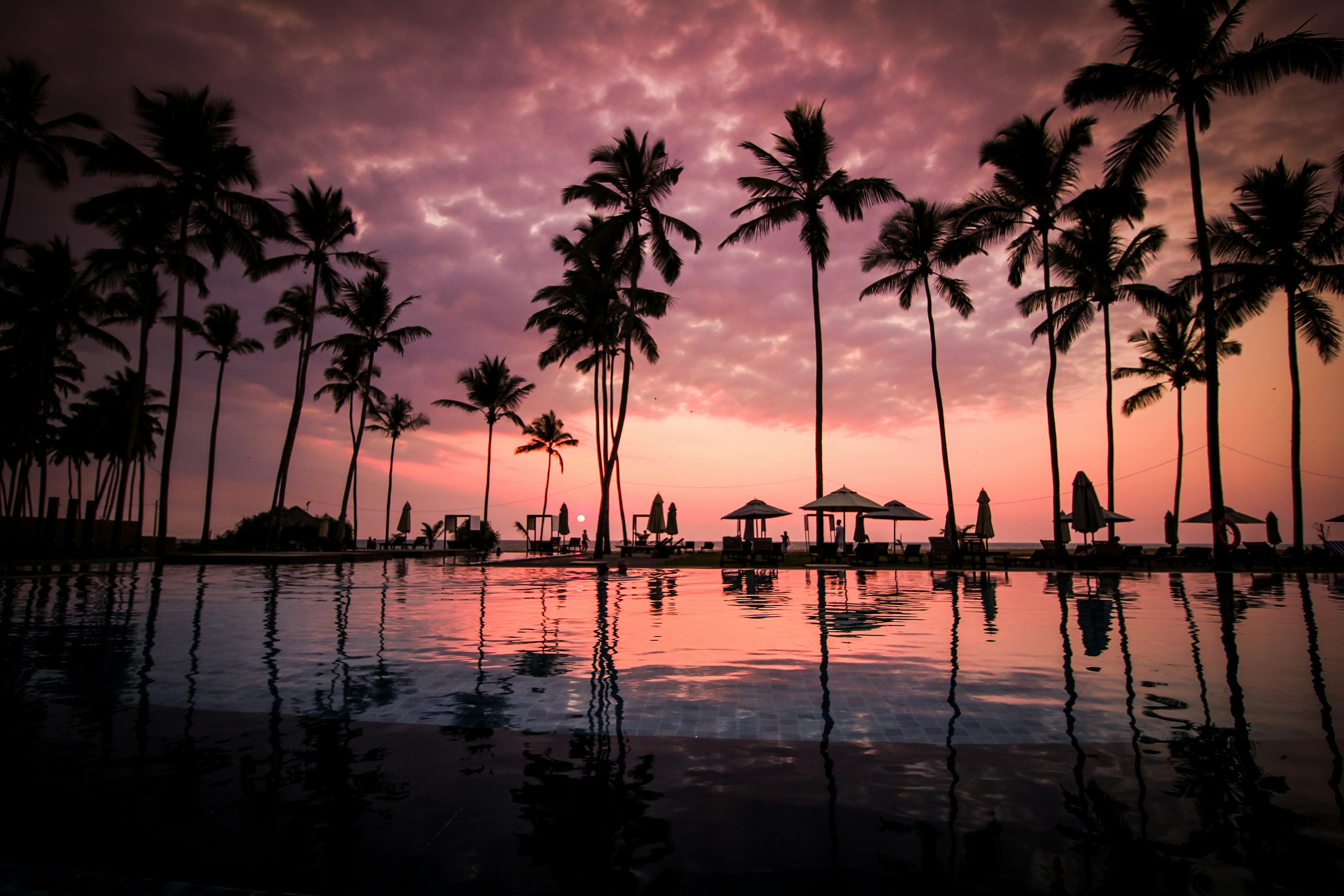 Resort pool lined with palm trees